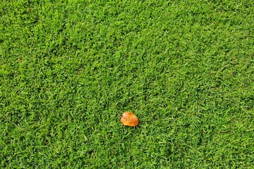 A dry leaf fell on a green meadow