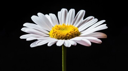 Close-up of a Delicate Daisy