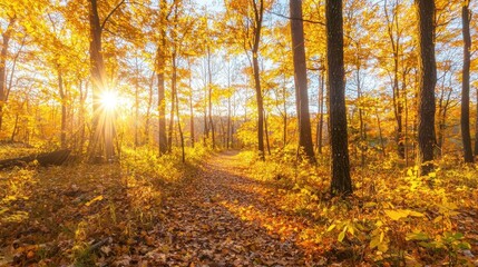 Obraz premium Golden Autumn Forest Path with Sun Rays