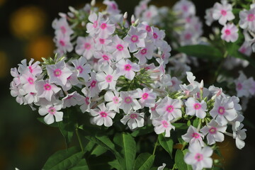 Garden Phlox paniculata, creeping phlox subulata, also known as the moss phlox.