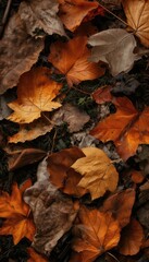 Obraz premium autumn leaves background