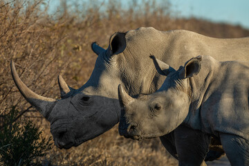 Closeup of large horned female white rhino and calf standing side by side, Marakele National Park,...