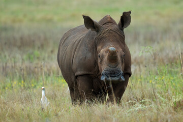 Fototapeta premium An adult male dehorned white rhino in a field, Rietvlei Nature Reserve, South Africa