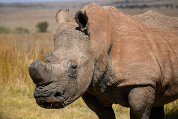 Fototapeta premium Closeup of an adult male white rhino, Rietvlei Nature Reserve, South Africa