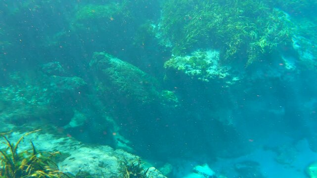 Underwater wildlife with cave rocks and fresh water grass vegetation. Florida springs underwater landscape. Beautiful tropical nature