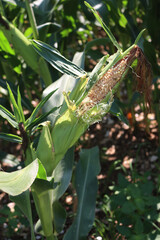 Close-up of damaged unripe corn cob in field. Zea mays or maize corn damaged by bird feeding