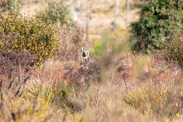 Photograph of an Australian Wallaby in bushland in the Blue Mountains in New South Wales, Australia.