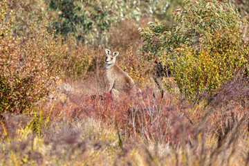 Photograph of an Australian Wallaby in bushland in the Blue Mountains in New South Wales, Australia.