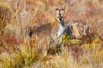 Photograph of an Australian Wallaby in bushland in the Blue Mountains in New South Wales, Australia.