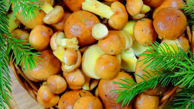 Basket with mushrooms. Suillus luteus mushroom boletus on wooden board, autumn still life. Hello September      