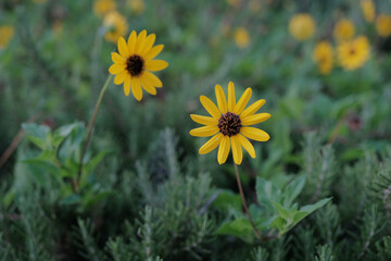 yellow flower. meadow with yellow flowers. yellow flowers on a green background