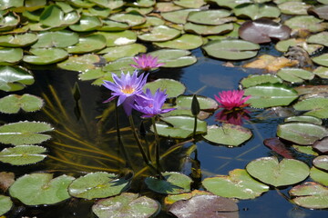 pond surface. purple water lily and green leaves on the surface of the pond. Nymphaea Attraction water lily. purple (hardy water lily) day-blooming flower