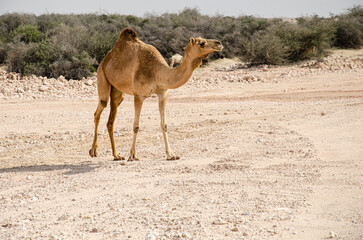 Camels in the desert