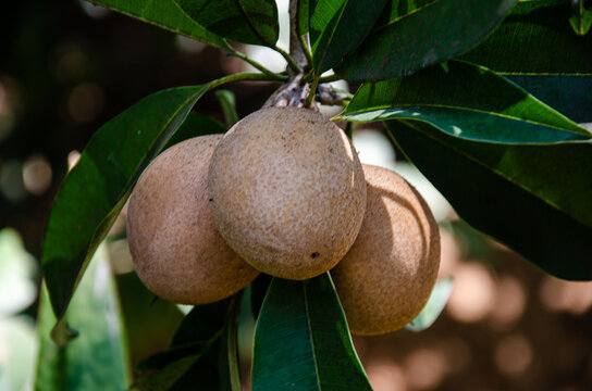 Raw sapota or sapodilla fruits on tree