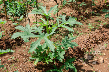 Okra plant with buds and okra