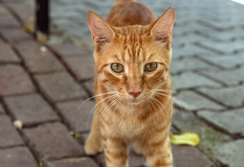 The timid look of cats on the street at people