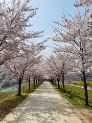 Obraz premium 벚꽃,시골길