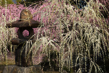京都城南宮のしだれ梅