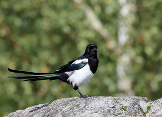 Magpie