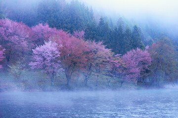 信州中綱湖の桜
