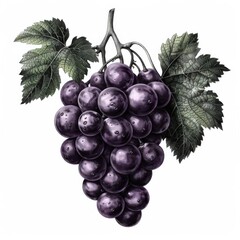 A bunch of dark purple grapes with dewy leaves on a white background