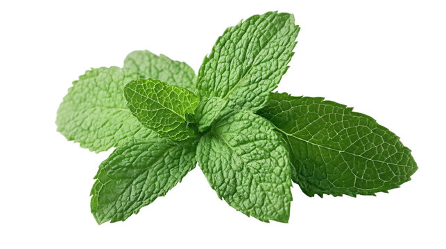 Fresh mint leaves isolated on white background