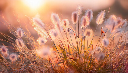 Soft Bunny Tail Grasses Swaying in the Wind with Peach Fuzz Tones and a Dreamy Blur Background