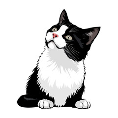 Black and white Persian Cat vector artwork. Cute cat illustration. Vintage style vector cat Logo