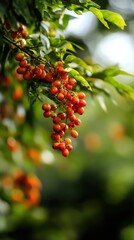 Fototapeta premium A close-up of vibrant red berries hanging from lush green leaves, showcasing nature's beauty in soft, blurred background.