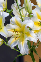 Beautiful flowering of a tall, decorative tubular lily in a country garden.