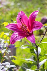 Blooming bud of a tall crimson lily on a summer garden flowerbed.