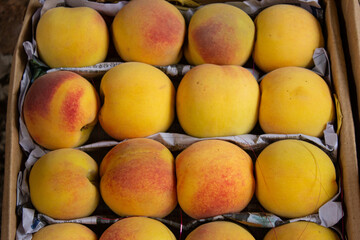 Fresh Juicy Tasty Healthy Peach Organic Close up HD Pictue