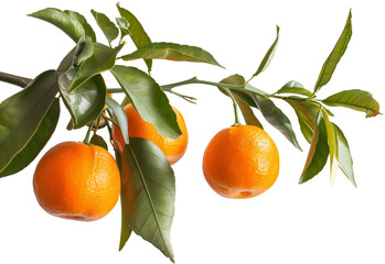 Bunch of clementines hanging from a branch