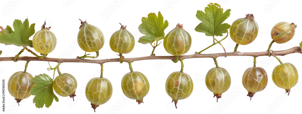 Sticker Gooseberries hanging from a branch