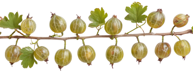 Gooseberries hanging from a branch