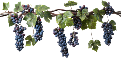 Bunch of grapes hanging from a vine