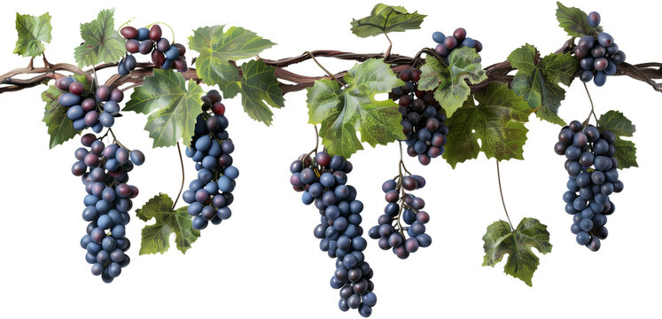 Bunch of grapes hanging from a vine