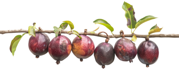 Bunch of mangosteens hanging from a branch