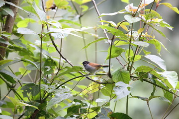 The Rwenzori hill babbler (Sylvia atriceps) is a species of passerine bird in the family Sylviidae that is found in Africa.