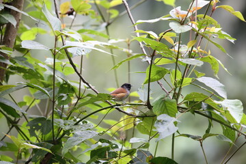 The Rwenzori hill babbler (Sylvia atriceps) is a species of passerine bird in the family Sylviidae that is found in Africa.