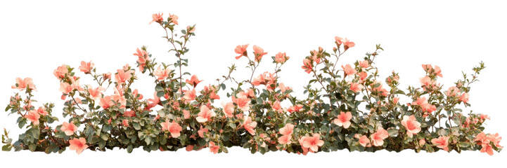 Dense Red Flowering Bush with Green Leaves Isolated on Transparent Background, Ideal for Colorful Landscape Accents and Eco-Friendly Gardens