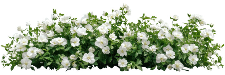 Green and White Dense Floral Bush Isolated on Transparent Background, Ideal for Decorative Borders and Eco-Friendly Landscaping