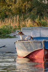 Dog sitting on a boat