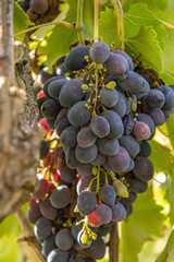 bunch of grapes in the sun