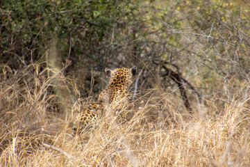 A leopard blends into the wild around it in the African bush image in horizontal format for background use