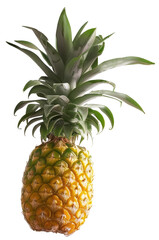 Fototapeta premium Pineapple hanging from its plant, isolated on white background