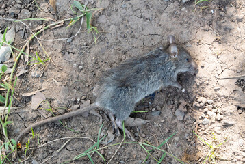 The remains of a large rat, a gray rat with a long tail, lying on the ground.