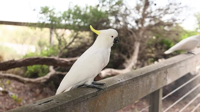 Cockatiel on Fence at Great Ocean Road