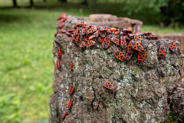 Firebug - Pyrrhocoris apterus, common red and black bug from European meadows, gardens and woodlands, Zlin, Czech Republic.