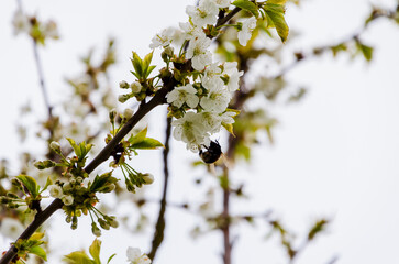 Bee collecting nectar from blooming white apple tree blossoms on an overcast day, captured in a Close-Up Shot, horizontal.